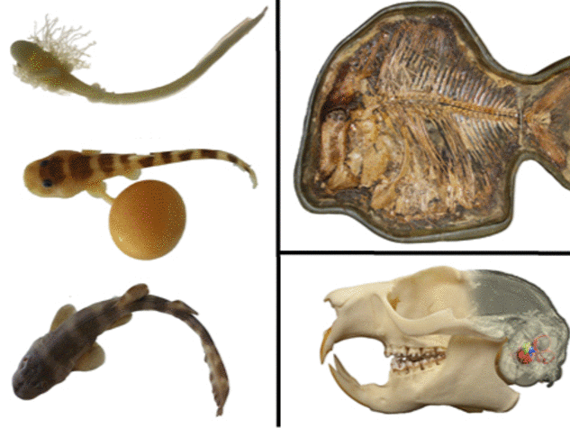 Animal science thesis pdf image